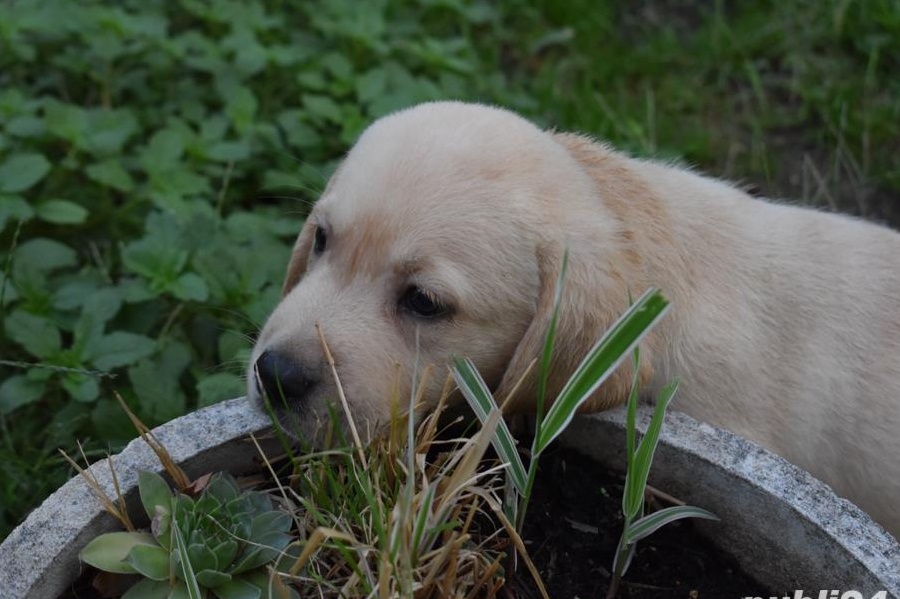 catei labrador