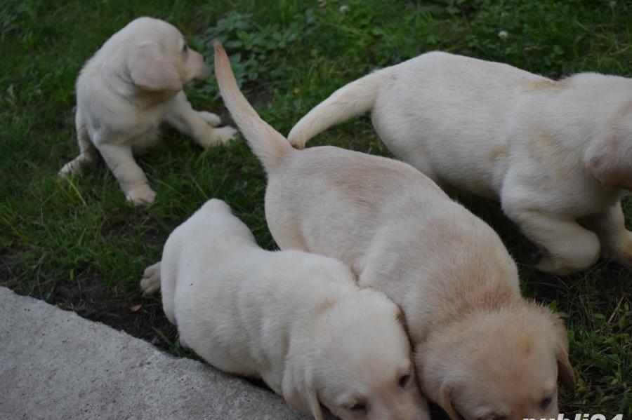 catei labrador