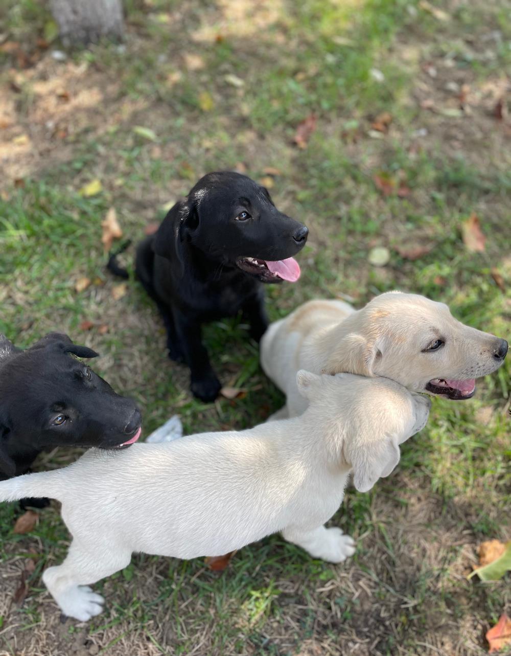 Catei Labrador negrii si aurii