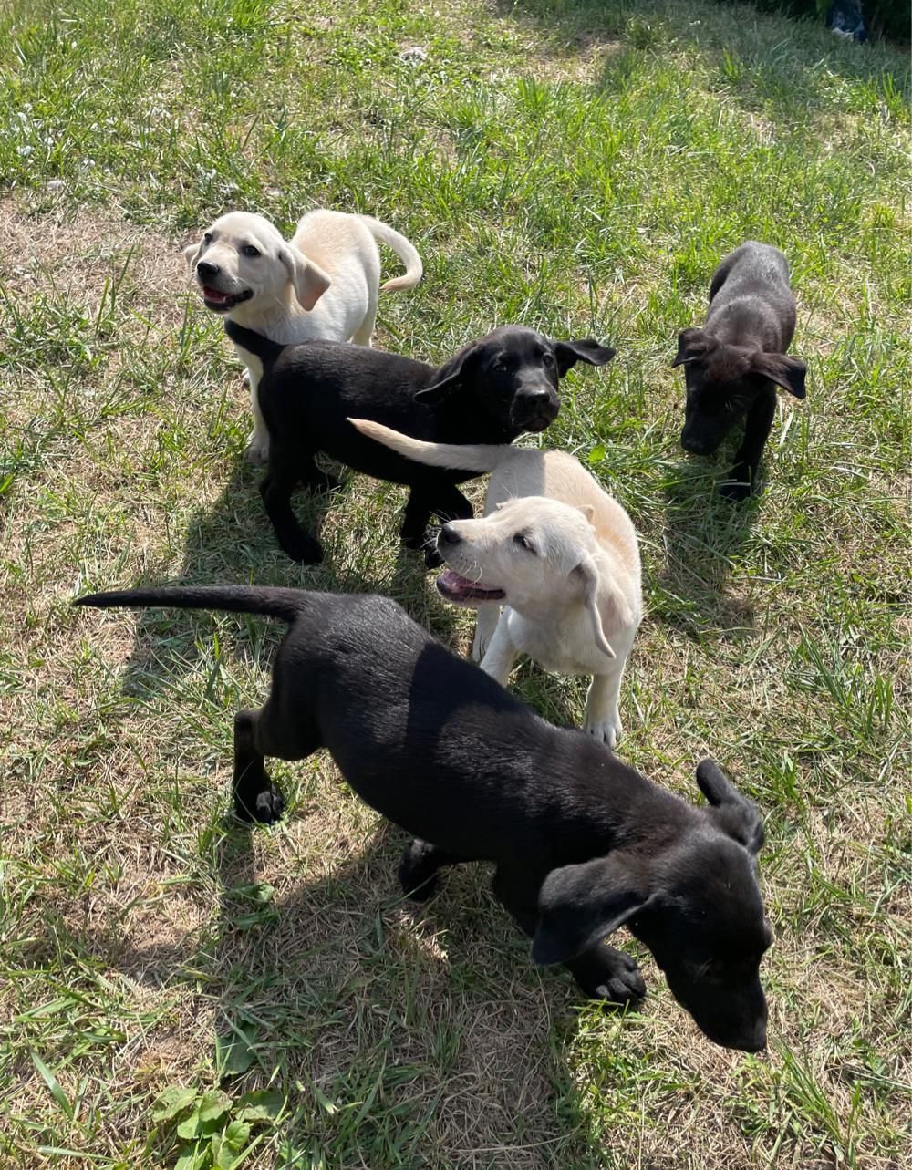 Catei Labrador negrii si aurii