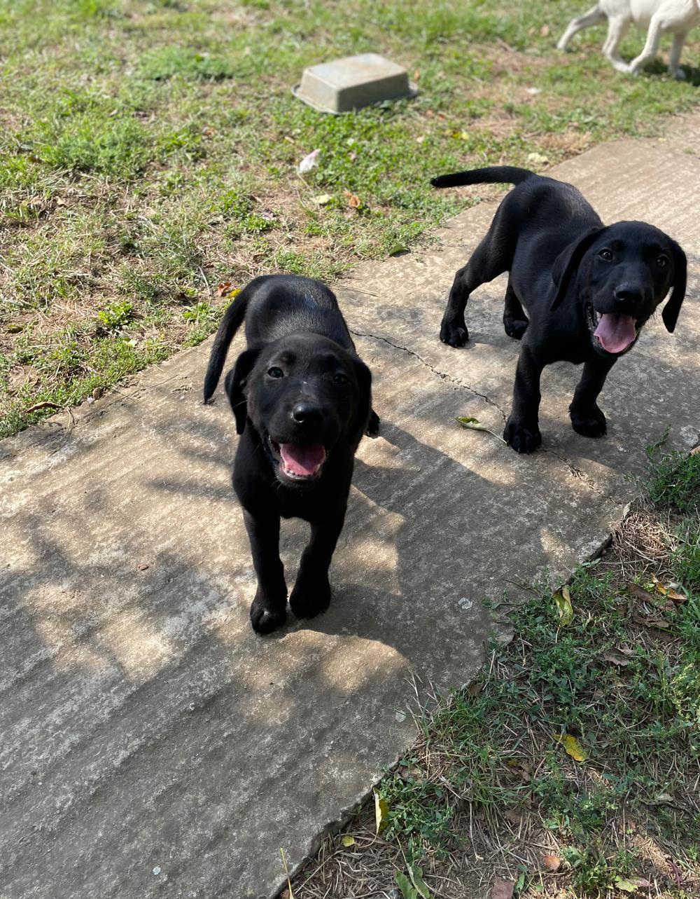 Catei Labrador negrii si aurii
