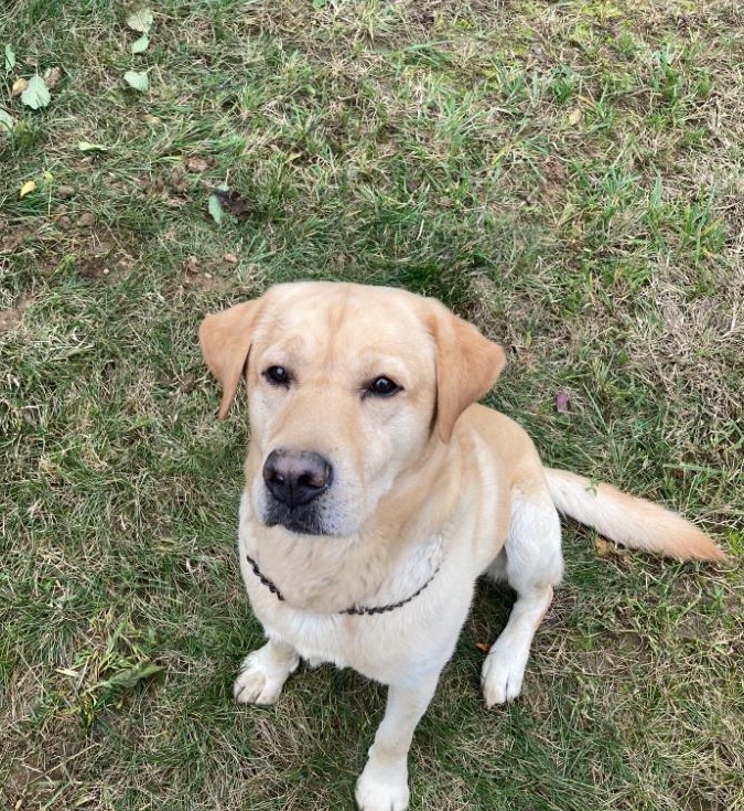 catei labrador retriever