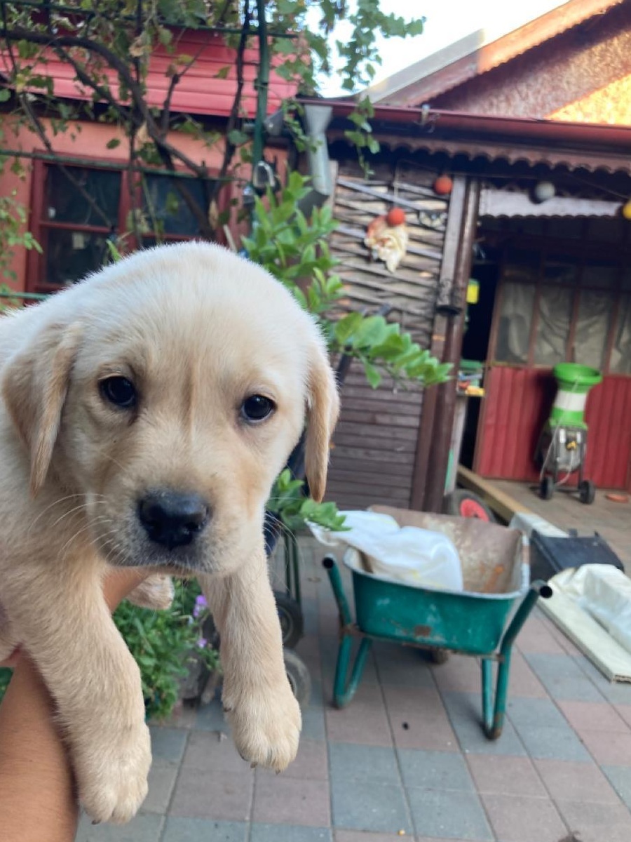 catei labrador retriever