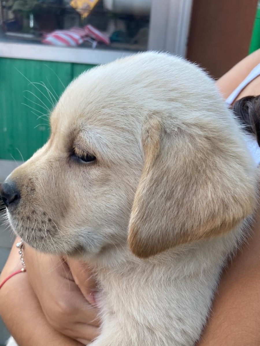 catei labrador retriever