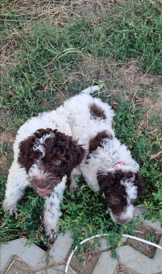 Catei Lagotto Romagnolo