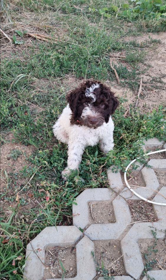 Catei Lagotto Romagnolo