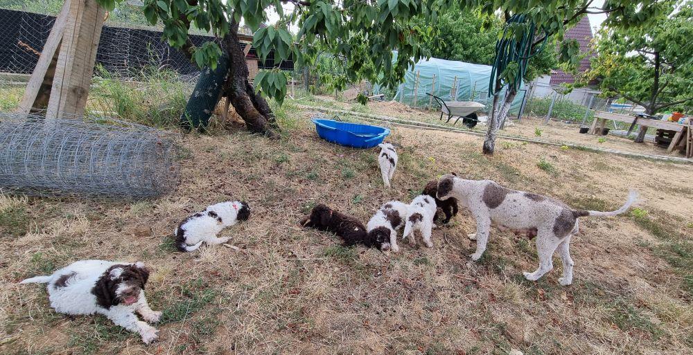 Catei Lagotto Romagnolo