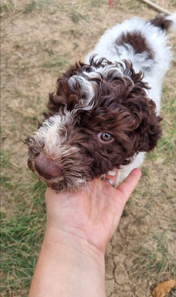 Catei Lagotto Romagnolo