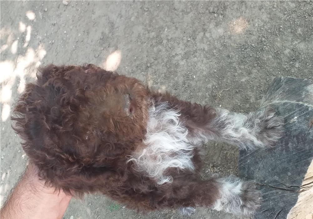 Căței lagotto romagnolo de vânzare