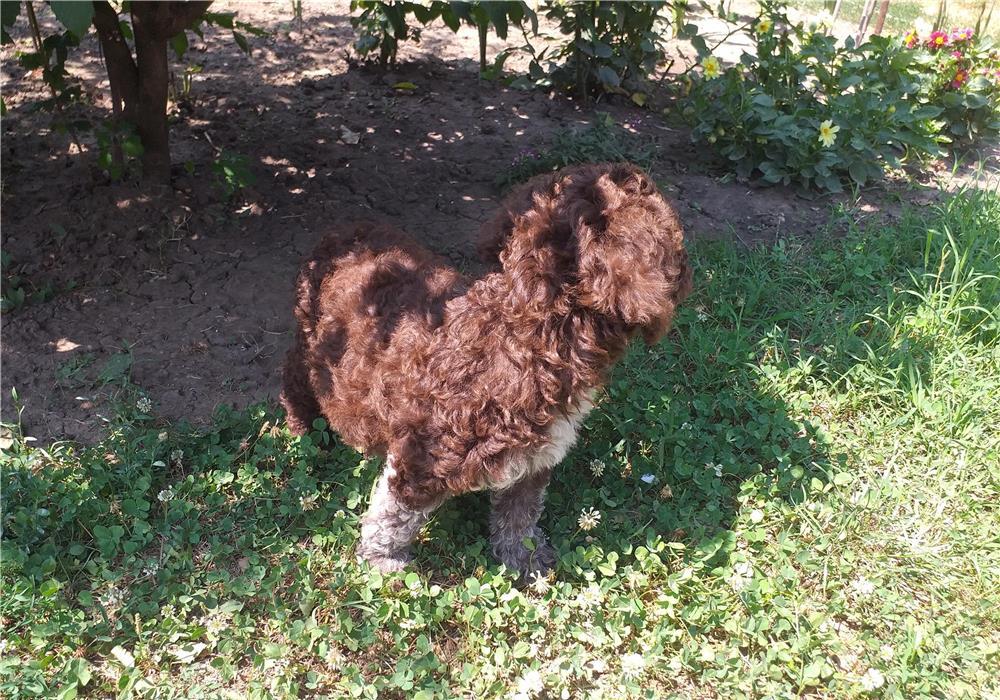 Căței lagotto romagnolo de vânzare