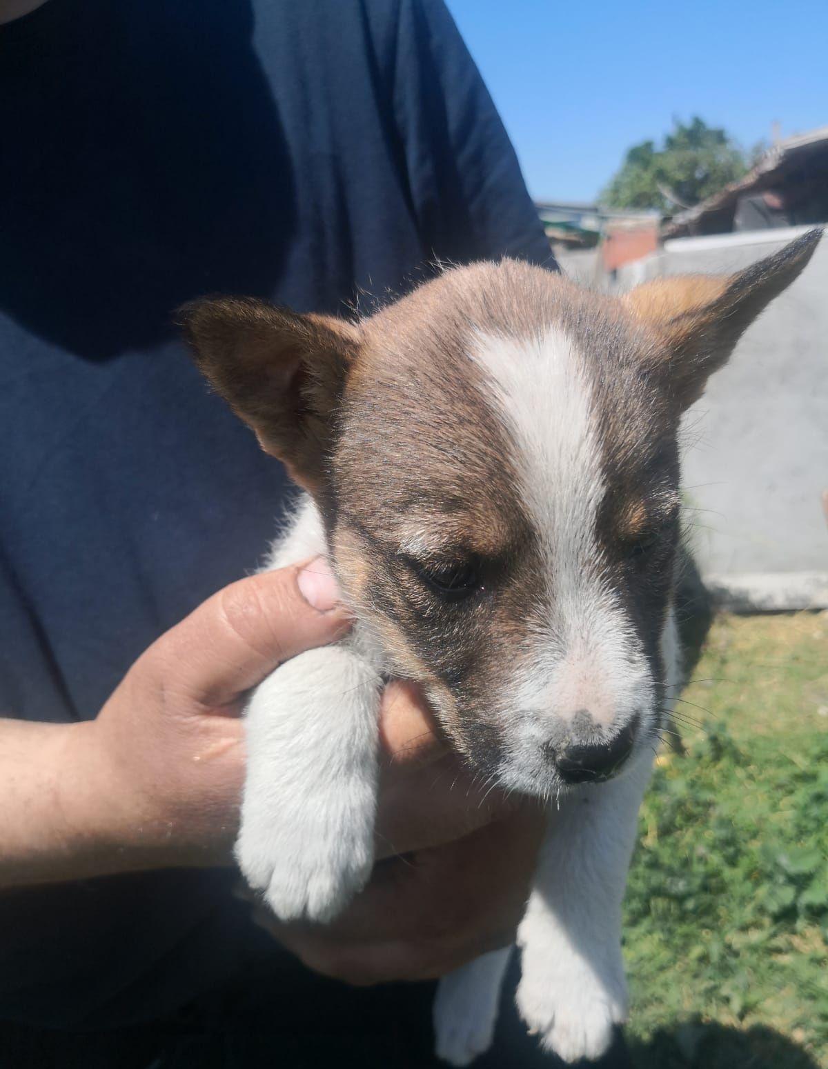 Căței pentru adopție