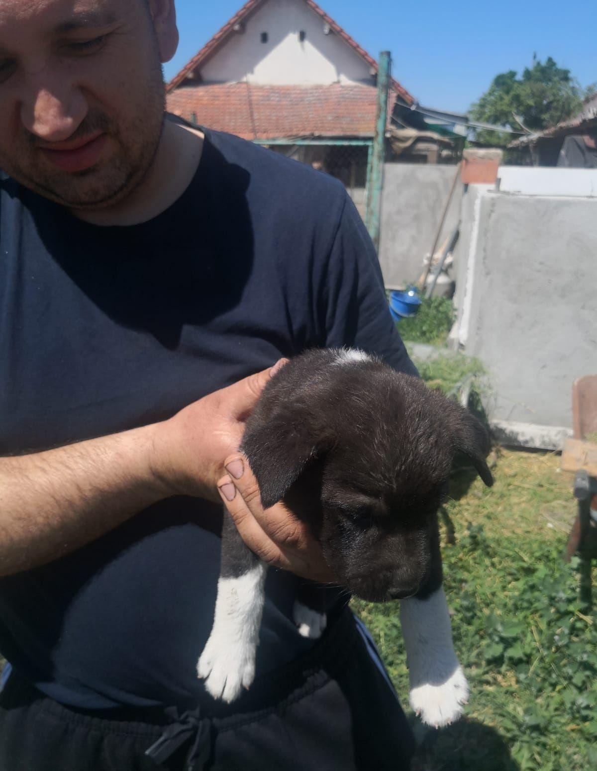 Căței pentru adopție