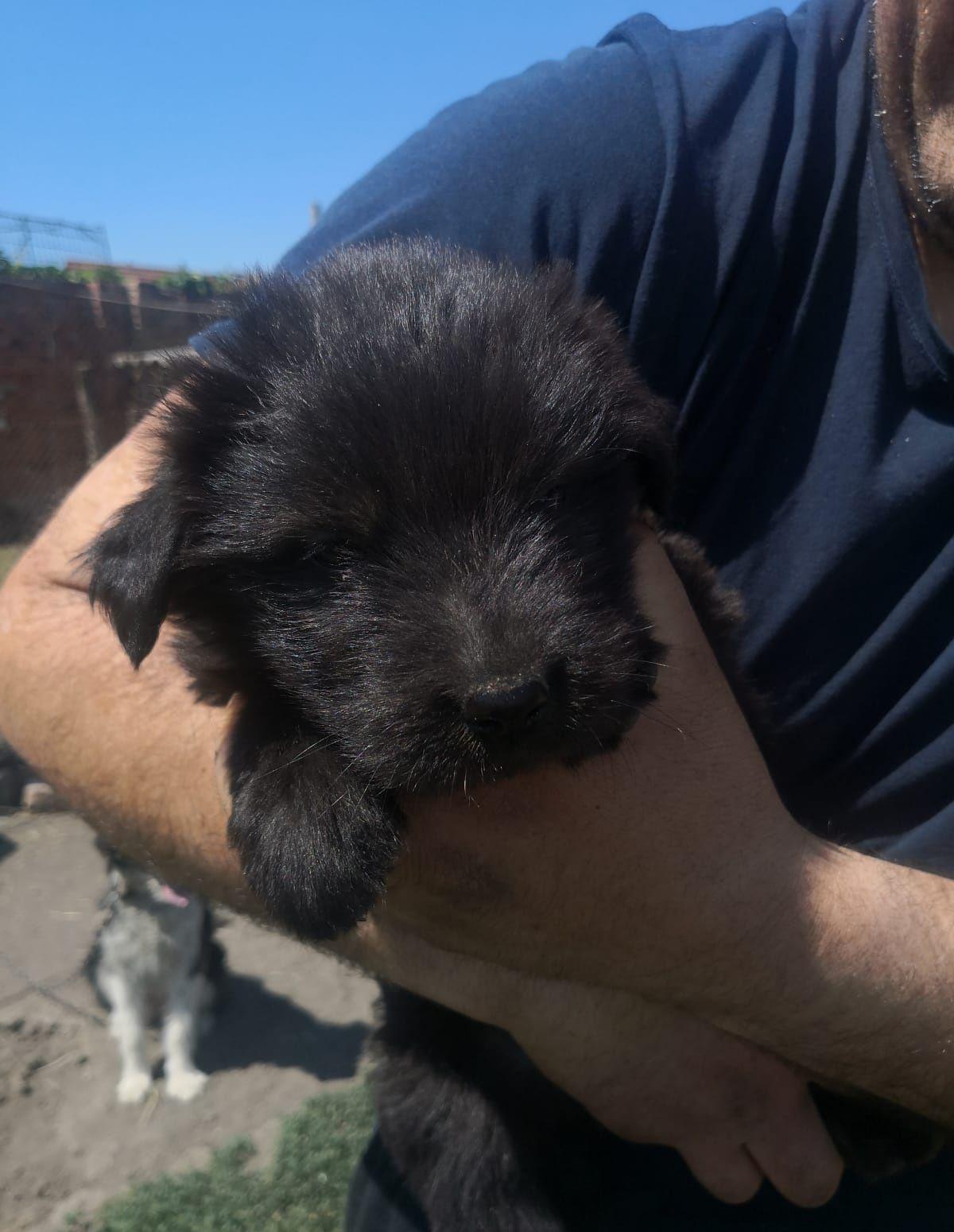 Căței pentru adopție