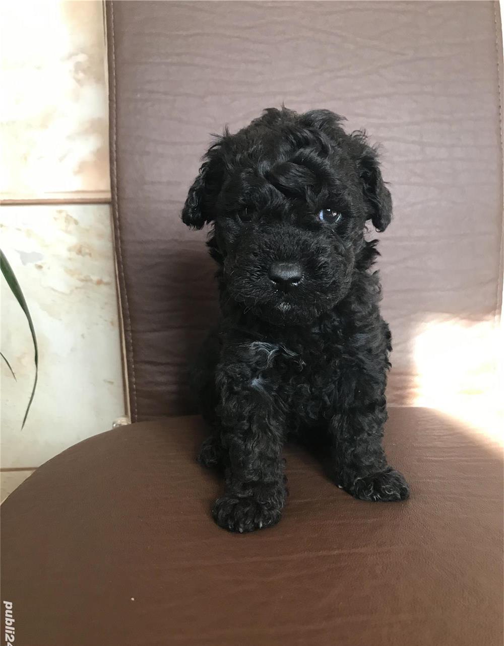 Căței pudel/caniche nergu