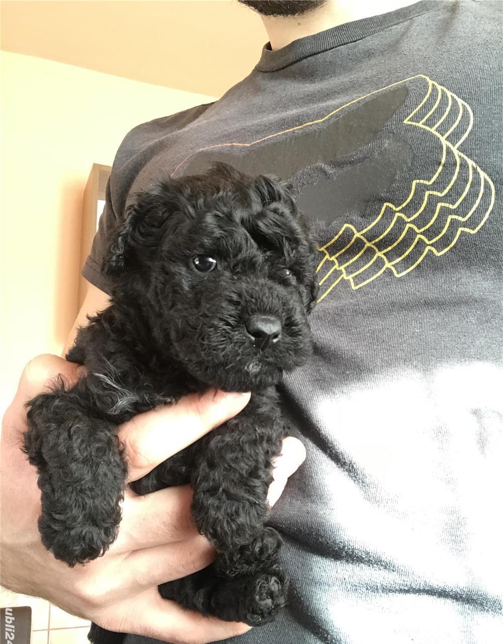 Căței pudel/caniche nergu