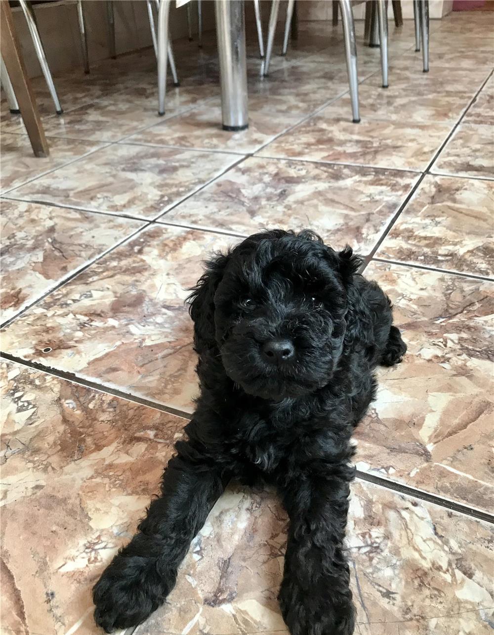 Căței pudel/caniche nergu