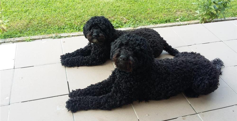 Căței pudel/caniche nergu