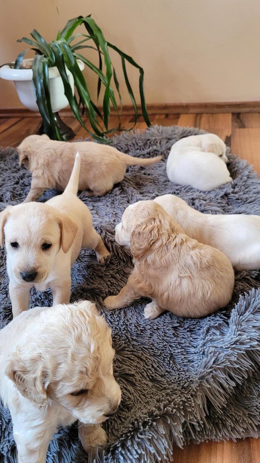 Căței rasa cocker spaniel