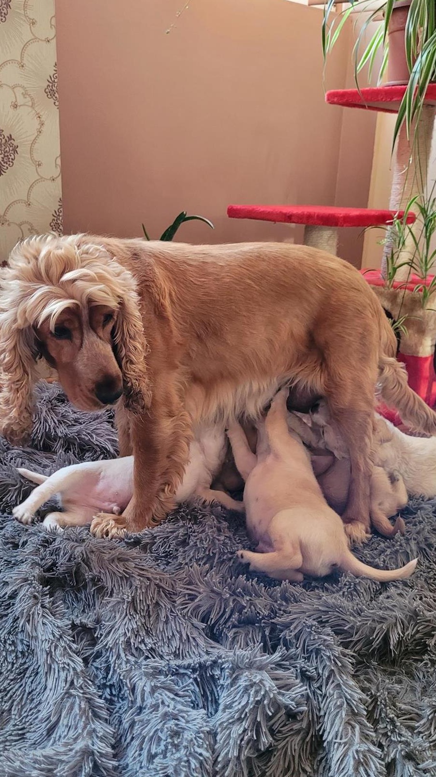 Căței rasa cocker spaniel