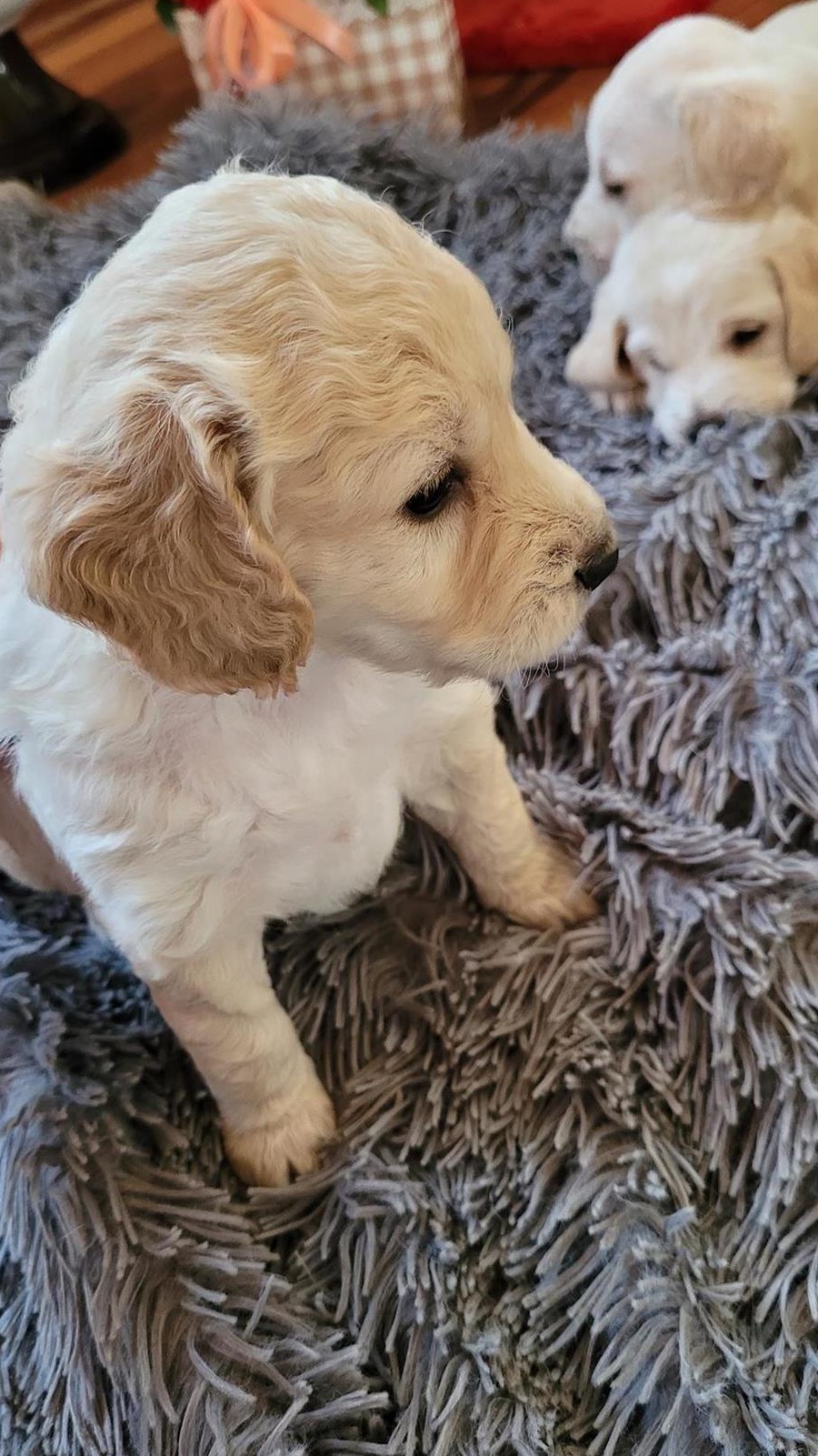 Căței rasa cocker spaniel