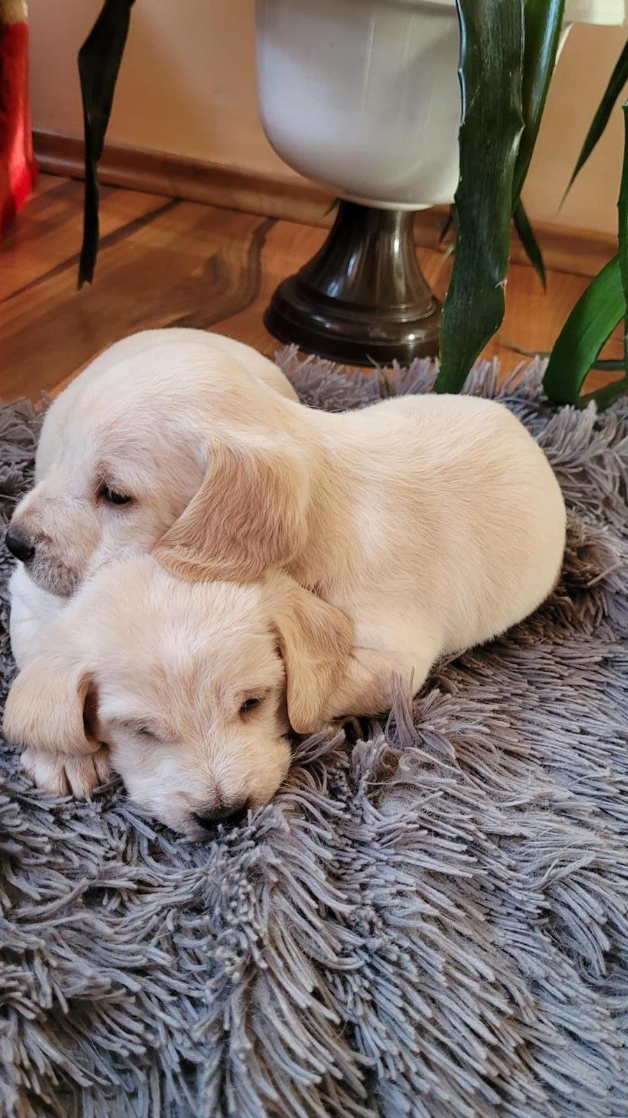 Căței rasa cocker spaniel