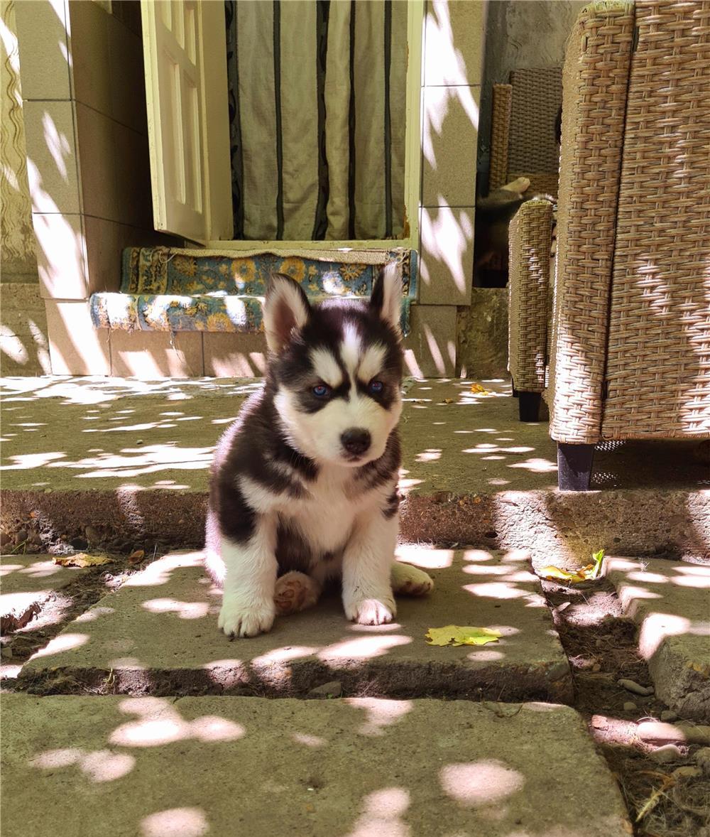 Catei Rasa Husky Siberian Cauta Familii Iubitoare De Animale