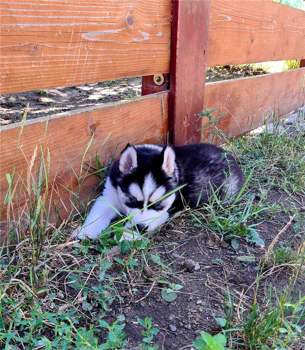 Catei Rasa Husky Siberian Cauta Familii Iubitoare De Animale
