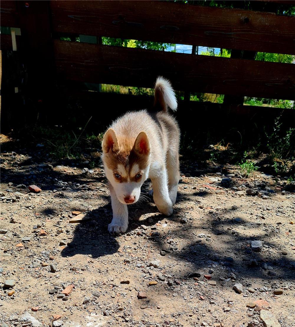 Catei Rasa Husky Siberian Cauta Familii Iubitoare De Animale