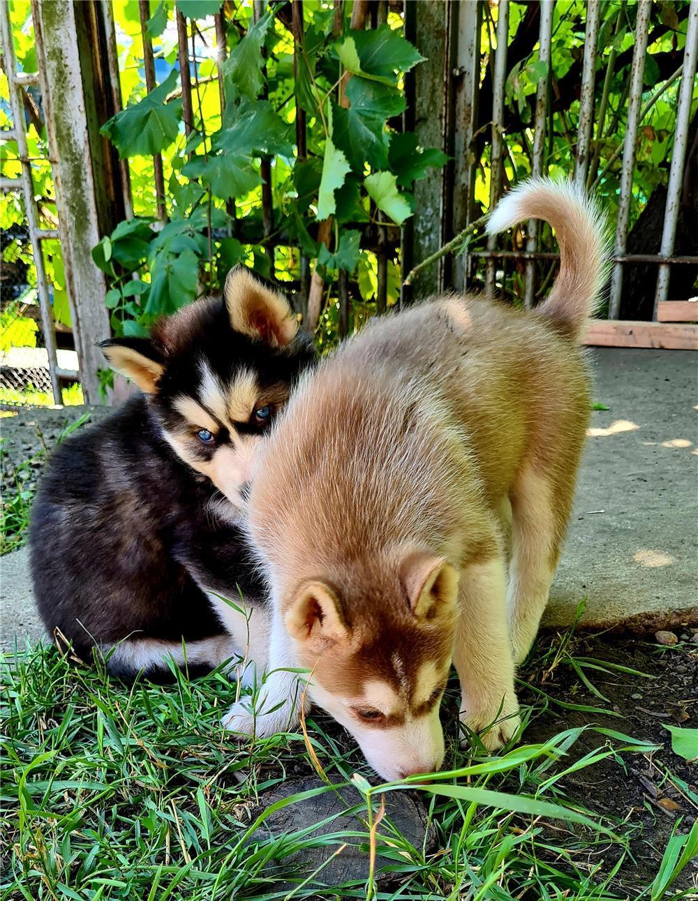Catei Rasa Husky Siberian Cauta Familii Iubitoare De Animale