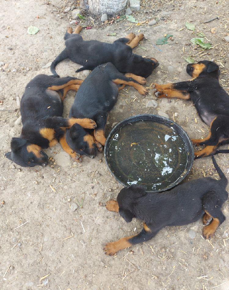 Căței rottweiler