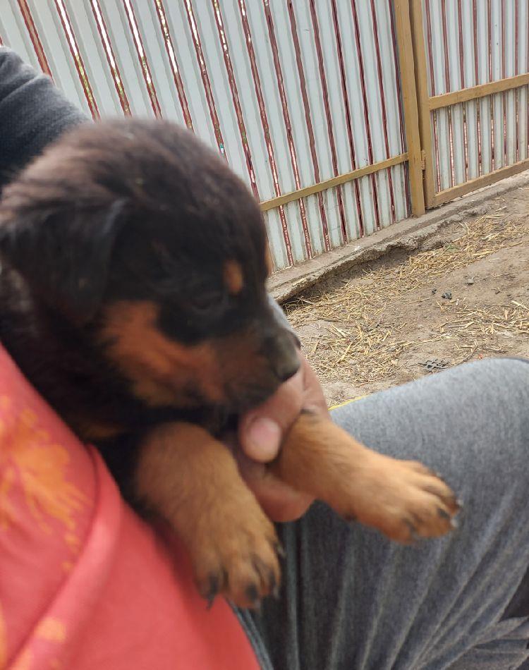Căței rottweiler