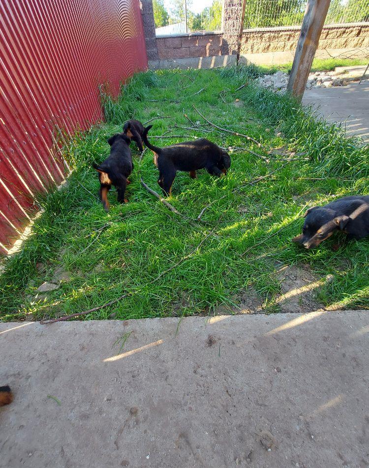 Căței rottweiler