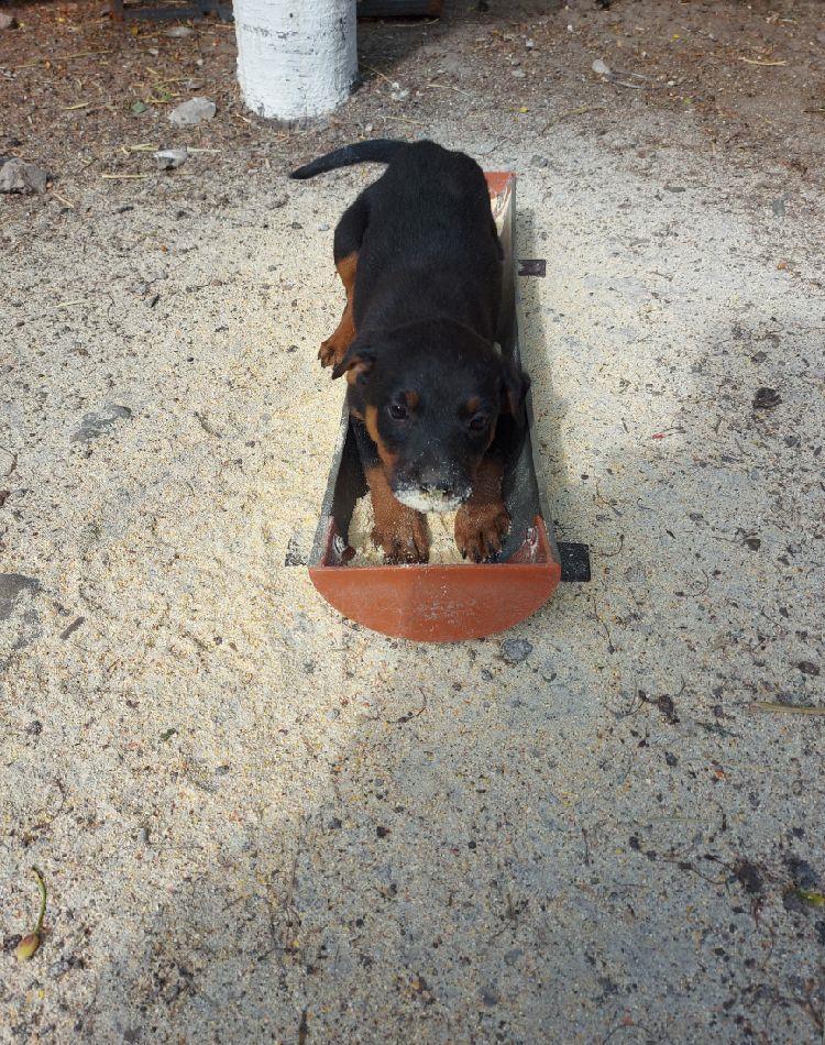 Căței rottweiler