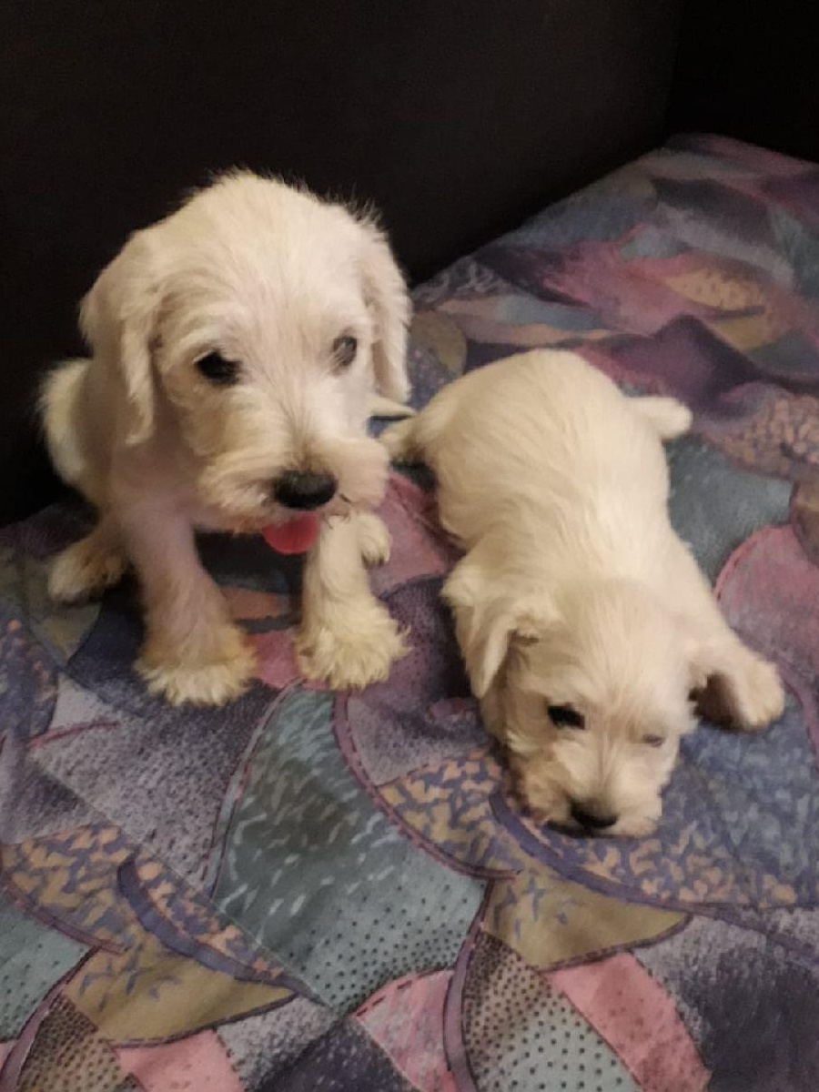 Catei Schnauzer pitic