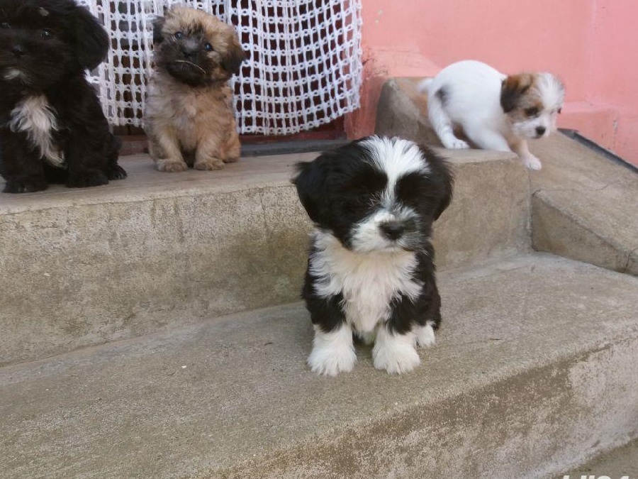 Căței Shih tzu