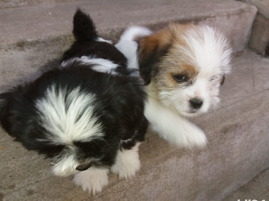 Căței Shih tzu
