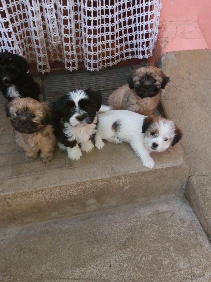 Căței Shih tzu