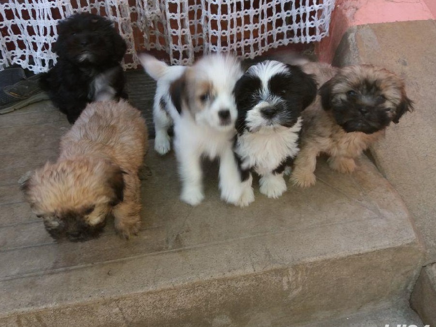 Căței Shih tzu