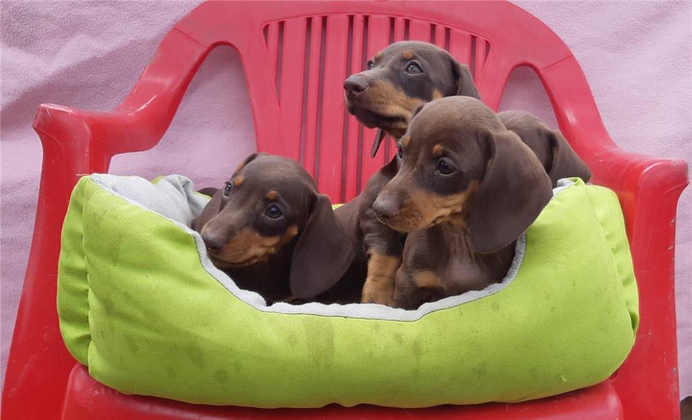 Catei teckel ciocolatiu