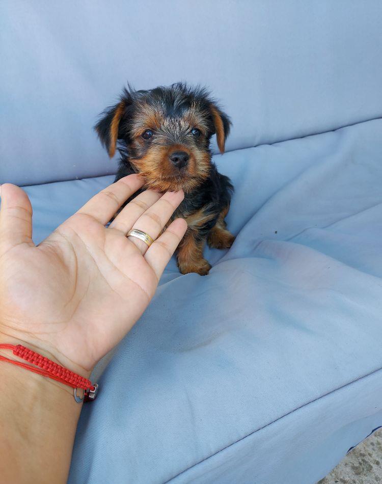Catei Yorkshire Terrier