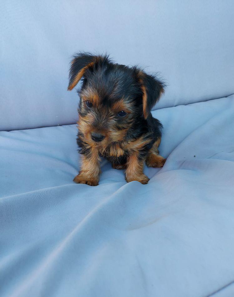 Catei Yorkshire Terrier