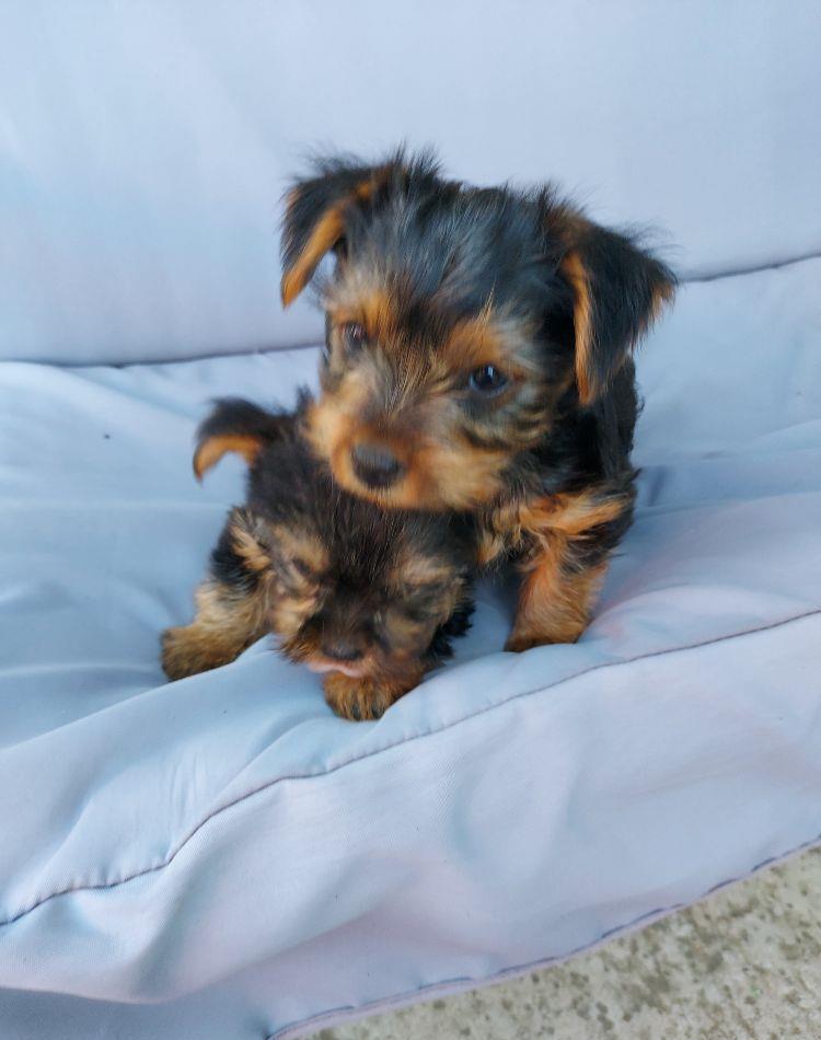 Catei Yorkshire Terrier