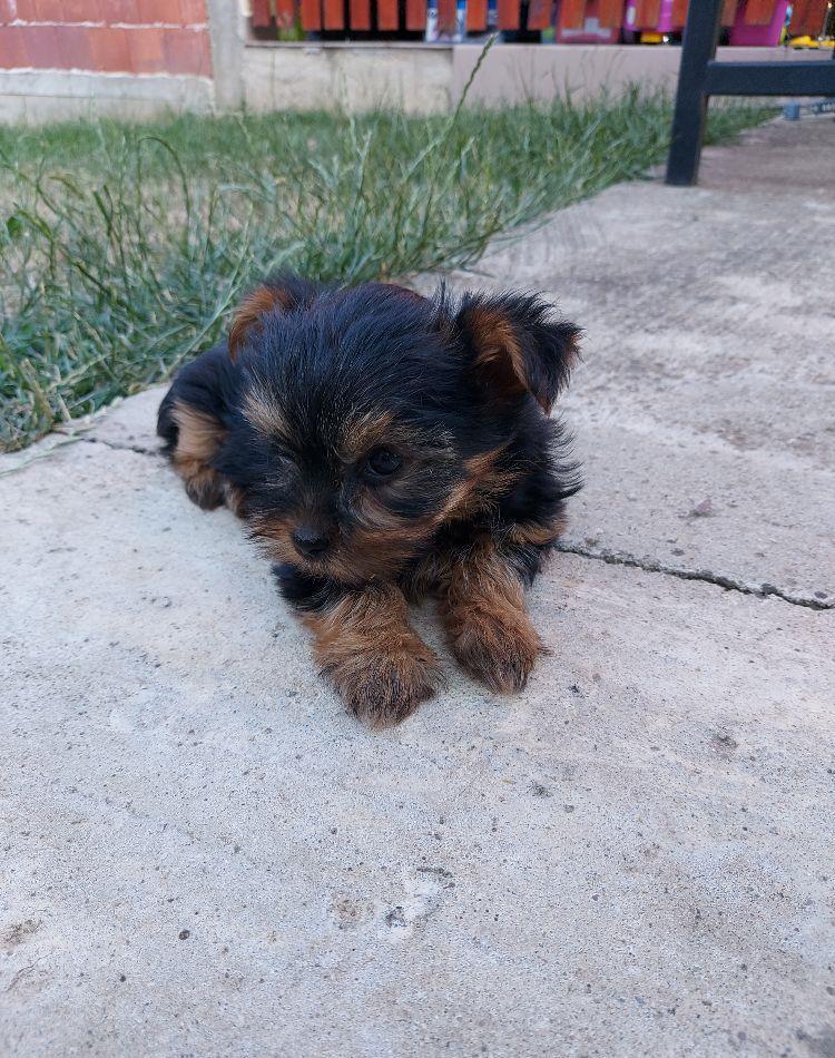 Catei Yorkshire Terrier