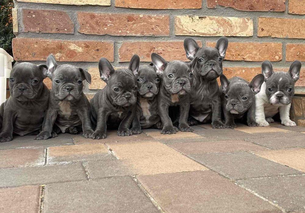 Cățeii bulldog francez blue
