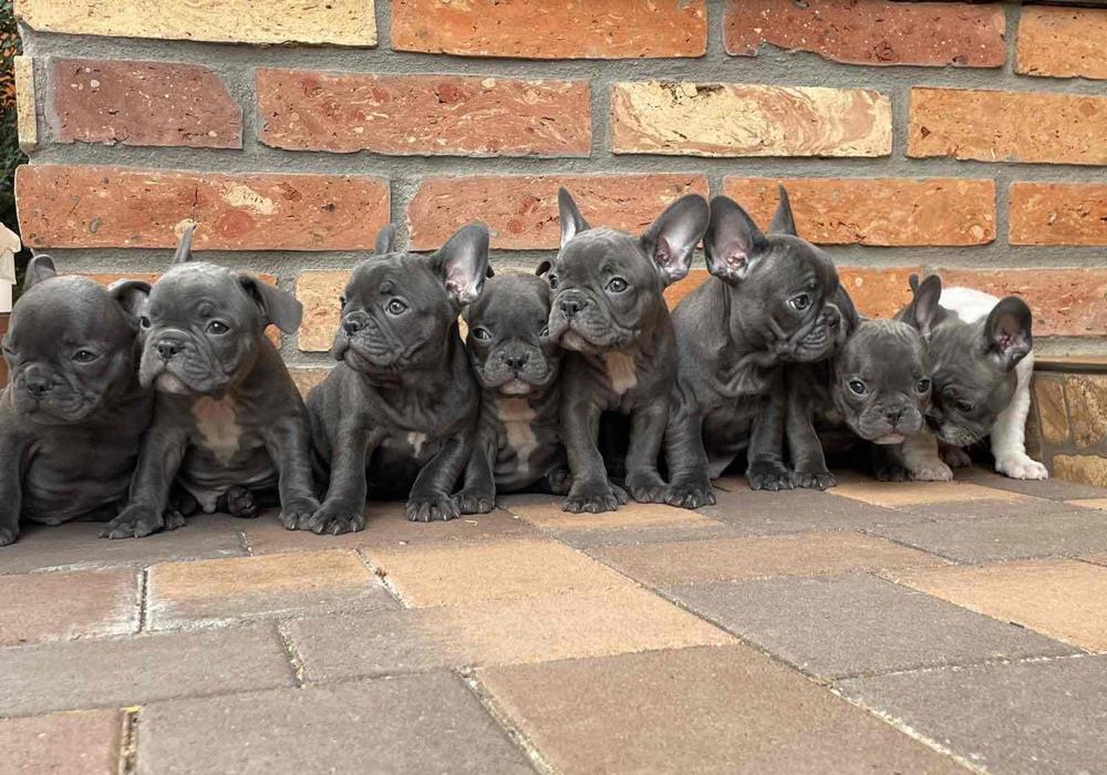 Cățeii bulldog francez blue