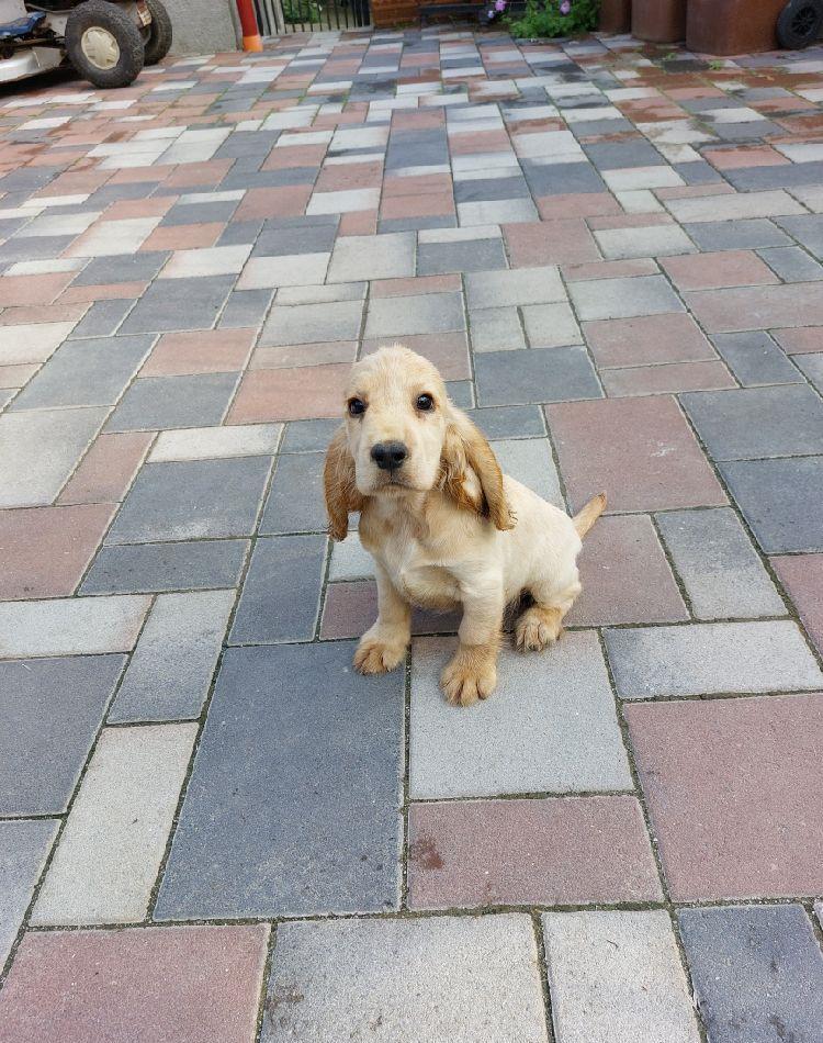 Cățeii Cocker Spaniel