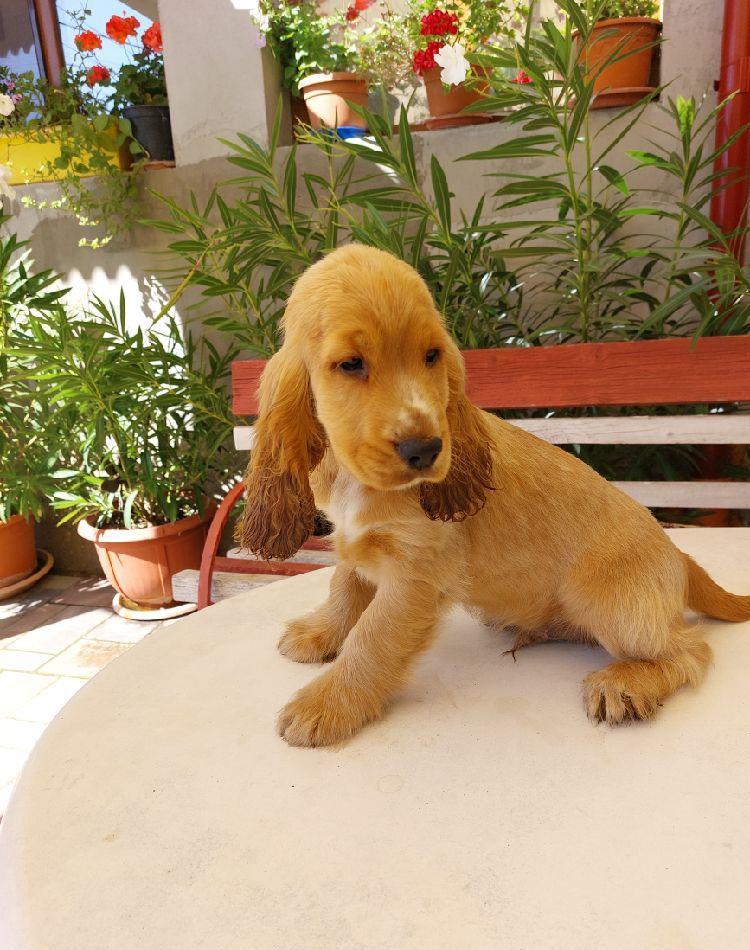 Cățeii Cocker Spaniel