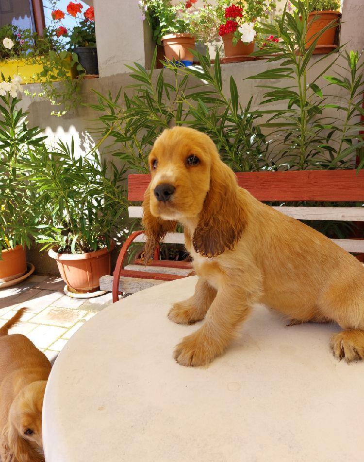 Cățeii Cocker Spaniel