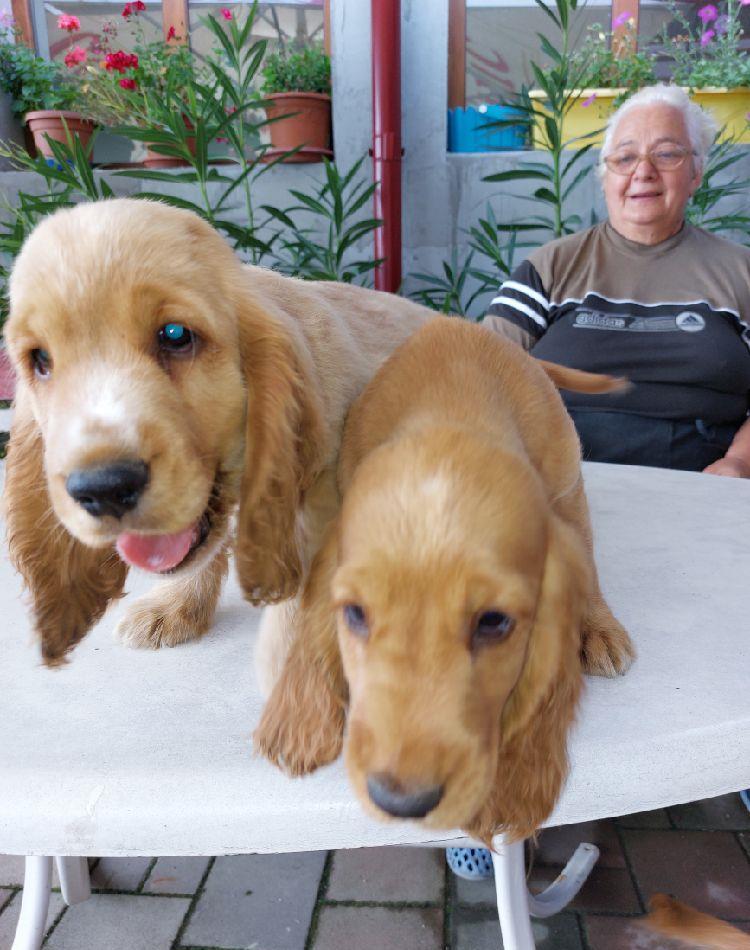Cățeii Cocker Spaniel