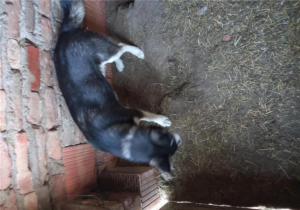 Cățel husky